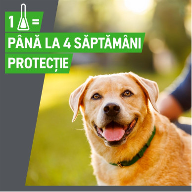 Frontline Combo Spot-On M – Soluție Antiparazitară Externă pentru Câini de Talie Medie (10–20 kg) – 3 Pipete